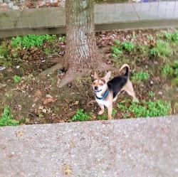 Lost Male Dog last seen 38th street, Austin, TX 78751