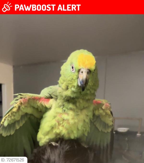 Lost Male Bird last seen Chamberlain close , Greater London, England SE28
