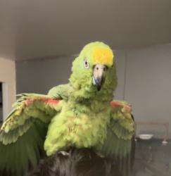 Lost Male Bird last seen Chamberlain close , Greater London, England SE28