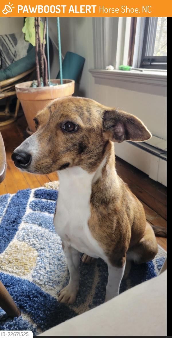 Found/Stray Female Dog last seen Brannon and Turnpike , Horse Shoe, NC 28729