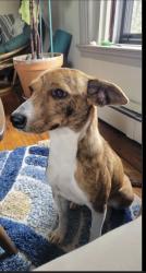 Found/Stray Female Dog last seen Brannon and Turnpike , Horse Shoe, NC 28729