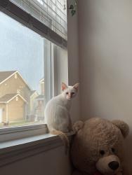 Lost Male Cat last seen peruque ests ln wentzville mo, Wentzville, MO 63385