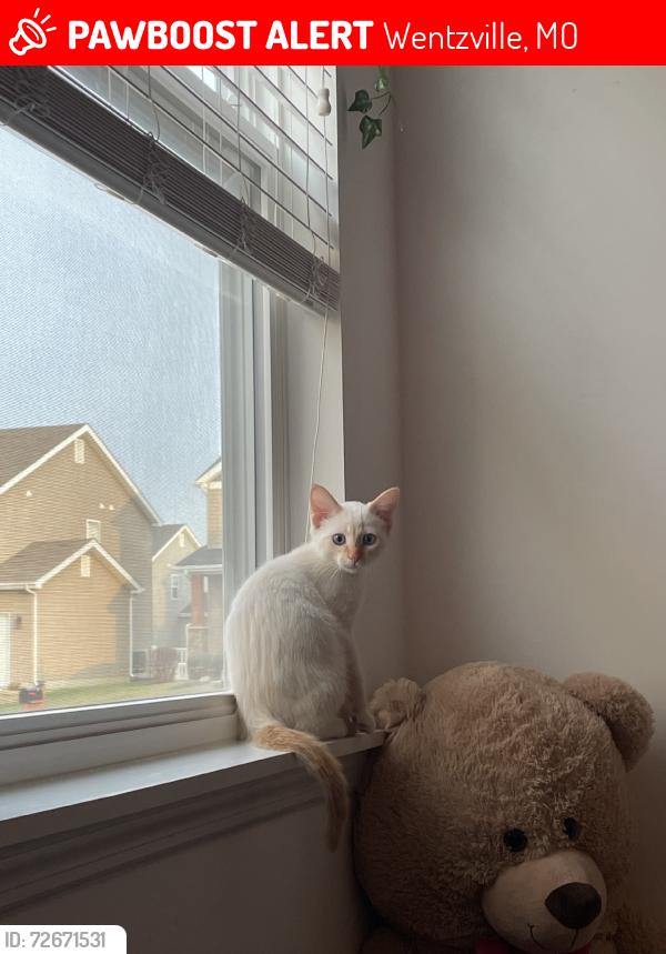 Lost Male Cat last seen peruque ests ln wentzville mo, Wentzville, MO 63385