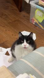 Lost Male Cat last seen Chesnut And temple, Winter Park, FL 32789