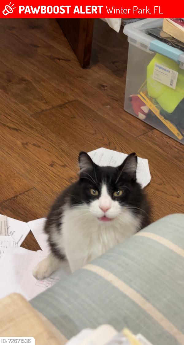 Lost Male Cat last seen Chesnut And temple, Winter Park, FL 32789