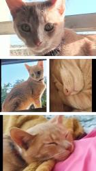 Lost Female Cat last seen Edith St , Tampa, FL 33612