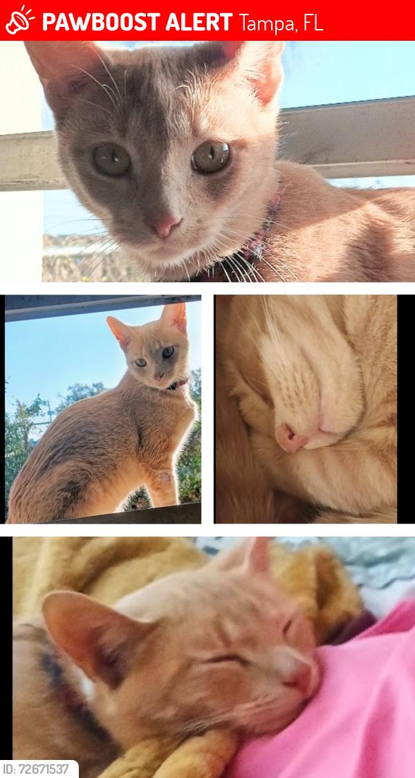 Lost Female Cat last seen Edith St , Tampa, FL 33612