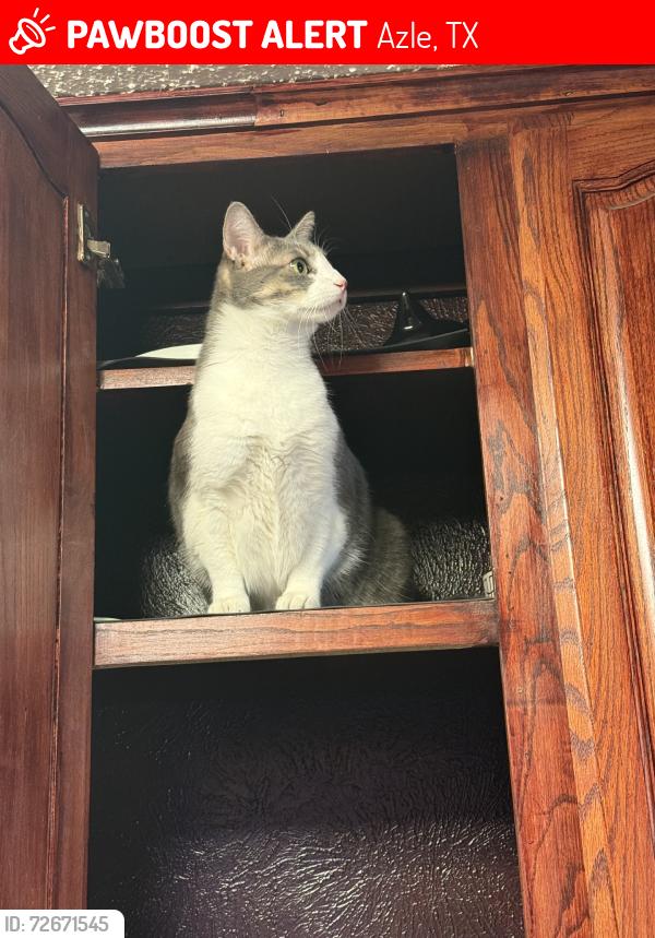 Lost Male Cat last seen Katie and Cardinal, Azle, TX 76020