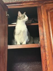Lost Male Cat last seen Katie and Cardinal, Azle, TX 76020