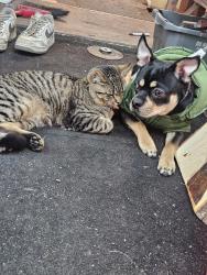 Lost Male Cat last seen Grassmere and elsom street is last place his tracker updated 4 hours ago , Burnaby, BC V5G 2N8