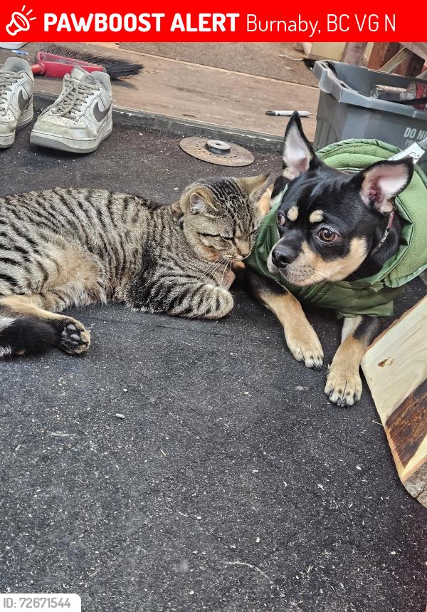 Lost Male Cat last seen Grassmere and elsom street is last place his tracker updated 4 hours ago , Burnaby, BC V5G 2N8