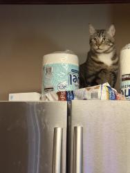 Lost Male Cat last seen Katie and Cardinal, Azle, TX 76020