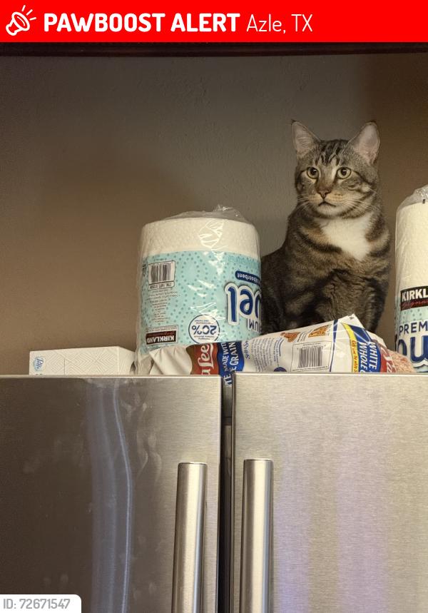 Lost Male Cat last seen Katie and Cardinal, Azle, TX 76020