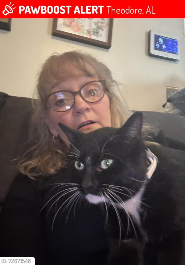 Lost Male Cat last seen Cherokee trail , Theodore, AL 36582