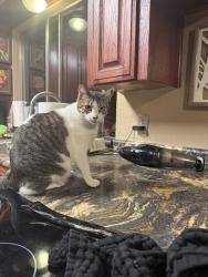Lost Female Cat last seen Katie and Cardinal, Azle, TX 76020