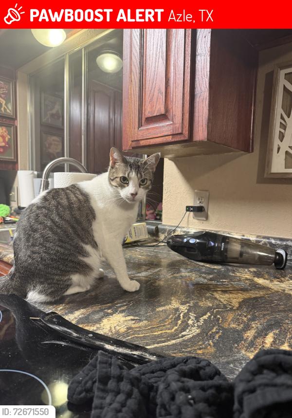 Lost Female Cat last seen Katie and Cardinal, Azle, TX 76020