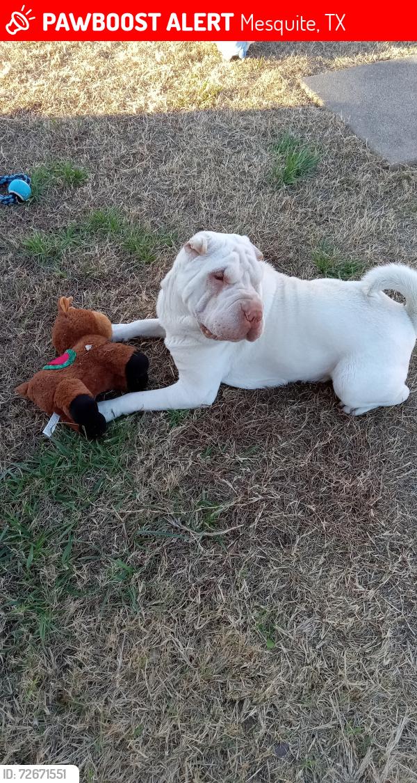 Lost Male Dog last seen Oxford, Mesquite, TX 75149