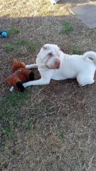 Lost Male Dog last seen Oxford, Mesquite, TX 75149