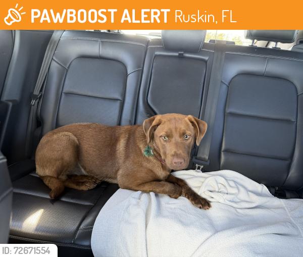 Found/Stray Female Dog last seen 12st SE , Ruskin, FL 33570