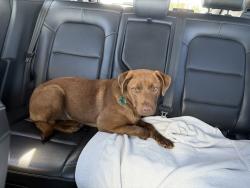 Found/Stray Female Dog last seen 12st SE , Ruskin, FL 33570