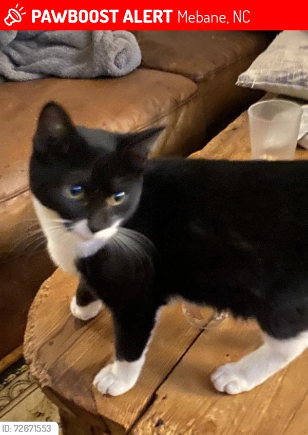 Lost Female Cat last seen Escaped from a carrier in Walmart parking lot. Ran towards the woods/Taco Bell , Mebane, NC 27302