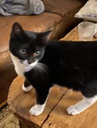 Lost Female Cat last seen Escaped from a carrier in Walmart parking lot. Ran towards the woods/Taco Bell , Mebane, NC 27302