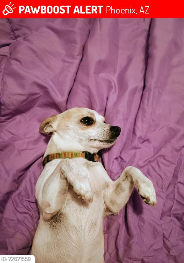 Lost Male Dog last seen 27th avenue and Missouri , Phoenix, AZ 85017