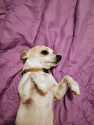 Lost Male Dog last seen 27th avenue and Missouri , Phoenix, AZ 85017