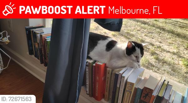 Lost Female Cat last seen Lund CT and Lund Circle , Melbourne, FL 32901