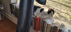 Lost Female Cat last seen Lund CT and Lund Circle , Melbourne, FL 32901