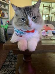 Lost Male Cat last seen Kelvin Court / Treehaven, Spring Hill, FL 34606
