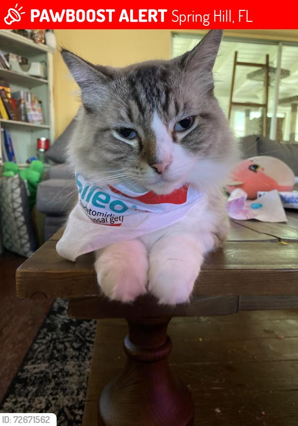 Lost Male Cat last seen Kelvin Court / Treehaven, Spring Hill, FL 34606