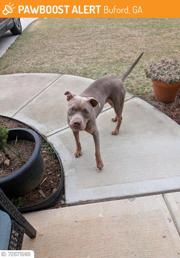 Found/Stray Male Dog last seen Church Sr, Buford, GA 30518