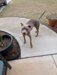 Found/Stray Male Dog last seen Church Sr, Buford, GA 30518