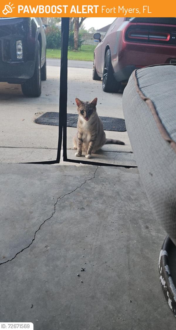 Found/Stray Unknown Cat last seen Buckingham Park/ Astoria and Benedict st., Fort Myers, FL 33905