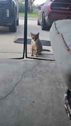 Found/Stray Unknown Cat last seen Buckingham Park/ Astoria and Benedict st., Fort Myers, FL 33905