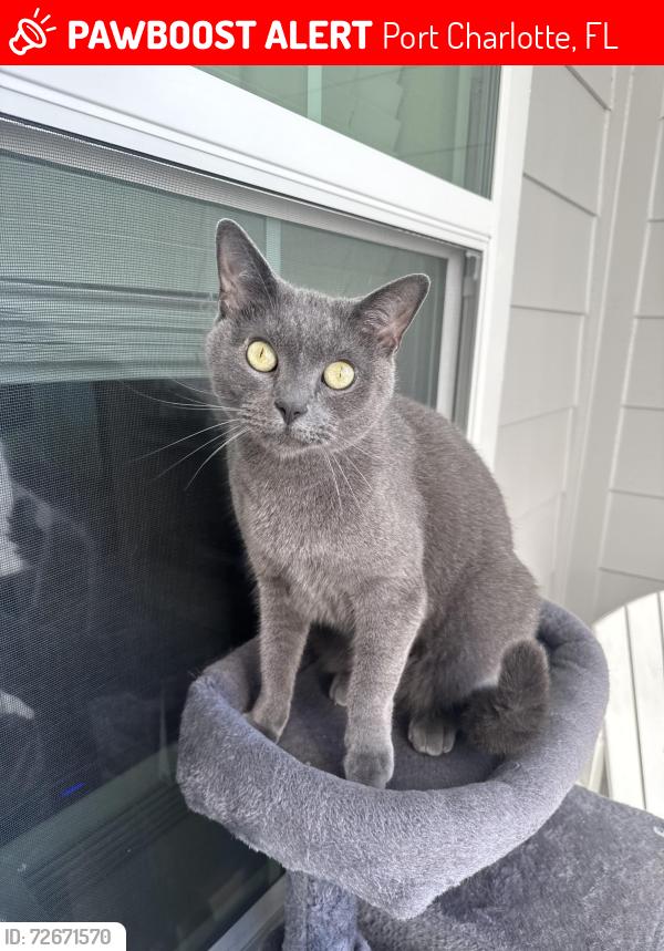 Lost Male Cat last seen Livano Charlotte Harbor , Port Charlotte, FL 33954