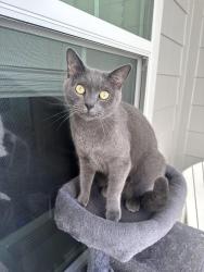 Lost Male Cat last seen Livano Charlotte Harbor , Port Charlotte, FL 33954