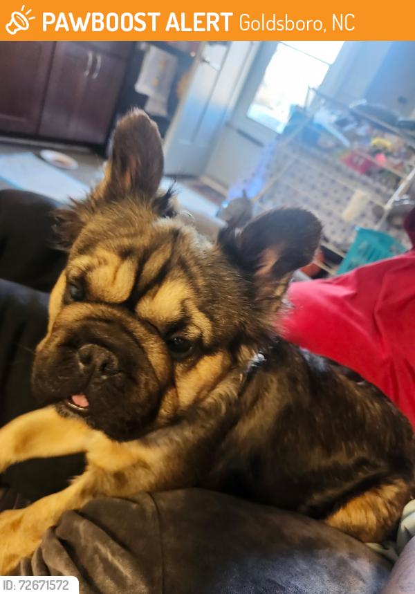 Found/Stray Female Dog last seen Found by Herman park Goldsboro , Goldsboro, NC 27530