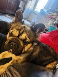 Found/Stray Female Dog last seen Found by Herman park Goldsboro , Goldsboro, NC 27530