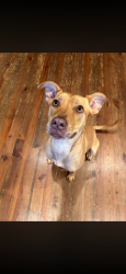 Lost Female Dog last seen Maple creek Baptist Church , Greer, SC 29651