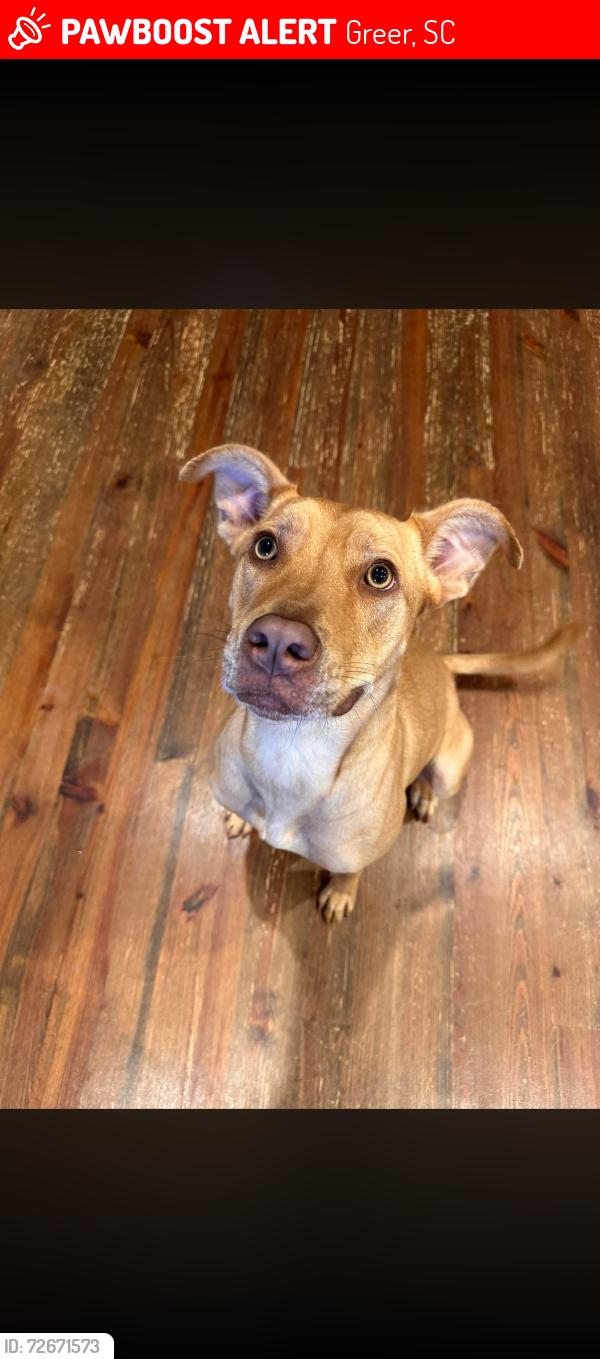 Lost Female Dog last seen Maple creek Baptist Church , Greer, SC 29651