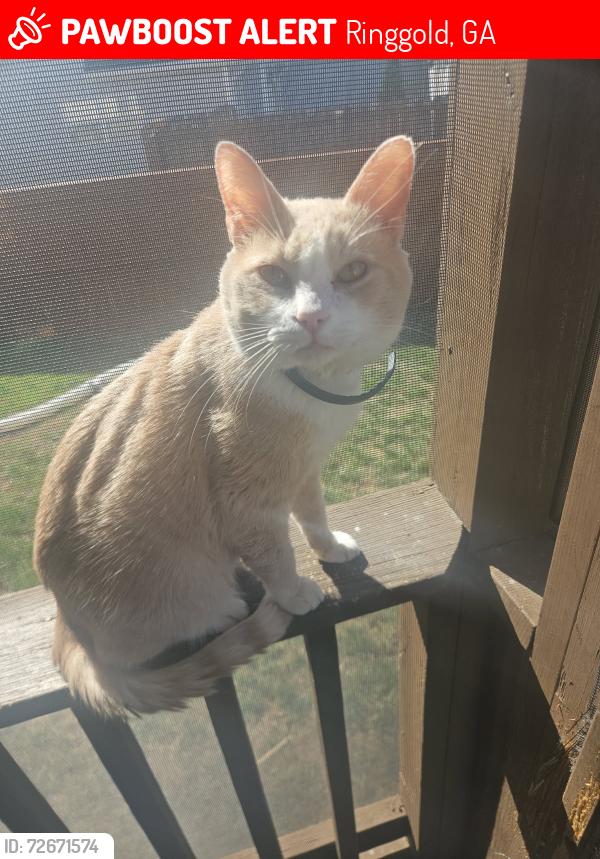 Lost Male Cat last seen The meadows subdivision , Ringgold, GA 30736