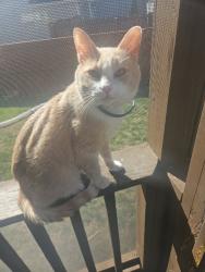 Lost Male Cat last seen The meadows subdivision , Ringgold, GA 30736