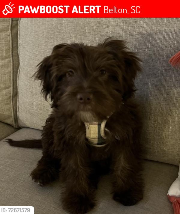 Lost Female Dog last seen Solar General in Belton, SC, Belton, SC 29627