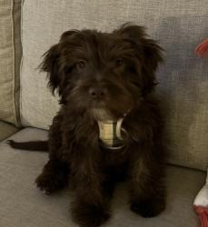 Lost Female Dog last seen Solar General in Belton, SC, Belton, SC 29627