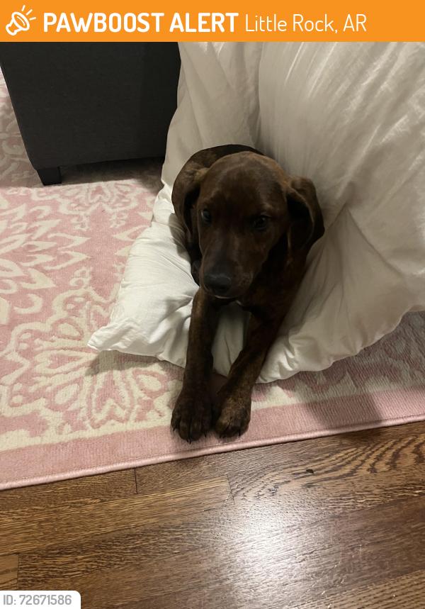Found/Stray Male Dog last seen Near Bank of America in the heights, Little Rock, AR 72207