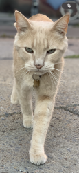 Lost Male Cat last seen Jeanne-Mance et Groll, Montréal, QC H2V 4K4