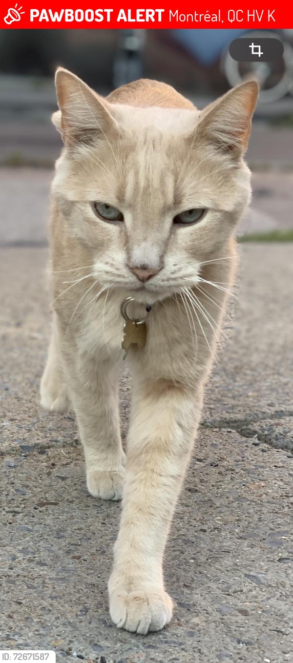 Lost Male Cat last seen Jeanne-Mance et Groll, Montréal, QC H2V 4K4