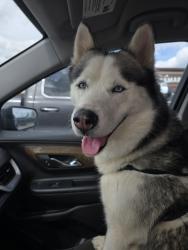 Found/Stray Male Dog last seen Carmen Way , La Vergne, TN 37086